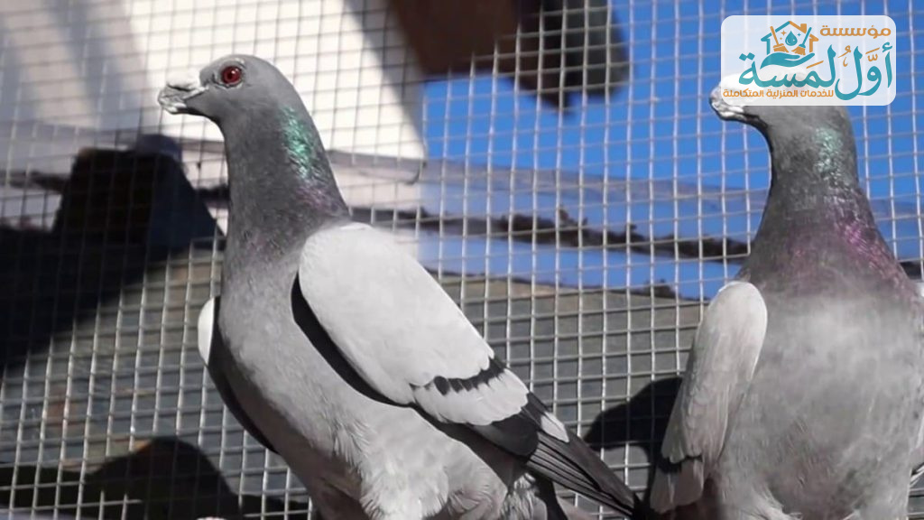 شركة تركيب شبك حمام بالقصيم | مؤسسة أول لمسة